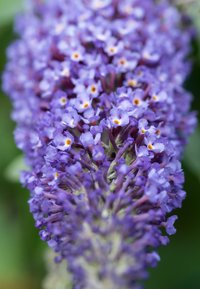Des fleurs de buddleia violettes avec de petites fleurs tubulaires regroupées densément, présentant des nuances plus claires et des centres orange contre un feuillage vert.