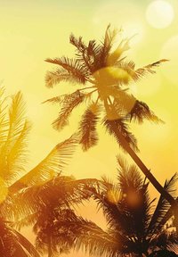 Silhouette de palmiers contre un ciel dégradé jaune et orange vif, mettant en valeur des fronds plumeux et des hauteurs variées.