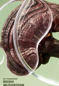 Reishi-paddestoel met een donkerrode, gestructureerde oppervlakte, gedeeltelijk verborgen achter doorzichtig, gebogen plastic. Achtergrond is lichtgroen van kleur.