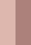 pink rose 18