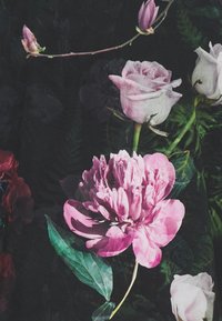 Rosa Pfingstrose und hellrosa Rosen mit grünen Blättern auf dunklem Hintergrund, mit detaillierten Blütenblattstrukturen und unterschiedlichen Blühstadien.