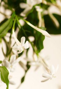 Jasminblomster med hvite kronblader, slanke grønne stilker og rike grønne blader, foran en lys bakgrunn.