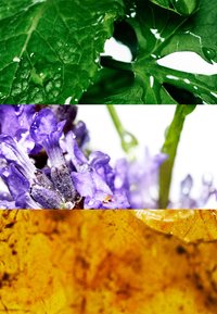 Drei horizontale Segmente: grünes Blatt mit Tropfen, lila Blüte im Nahaufnahme und texturiertes orangefarbenes Blatt, die jeweils lebendige Farben und Details zeigen.