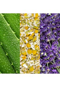 Tre vertikale seksjoner viser grønne aloe vera-blader med vanndråper, tørkede kamilleblomster og friske lilla lavendelblomster.