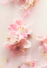 Rituals HAND WASH REFILL THE RITUAL OF SAKURA - FLORAL - CHERRY BLOSSOM & RICE MILK - Flydende sæbe - transparent