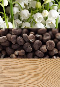 Collage av tre sektioner: vita liljekonvaljblommor, mörkbruna frön med fina striationer, och ljus träådring med linjer.