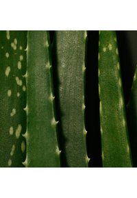 Foglie di aloe vera in varie tonalità di verde, con bordi spinosi, superfici lisce e testurizzate, e alcune con motivi di macchie chiare.