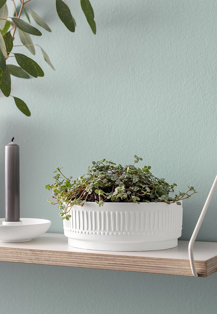 Pianta pendente verde in vaso bianco texturizzato su ripiano in legno chiaro, accanto a una candela grigia in un portacandele bianco, contro un muro blu pallido.