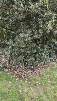 Arbustos densos com folhas verdes à beira branca, misturados com folhas secas castanhas no chão. Relva circunda a base.