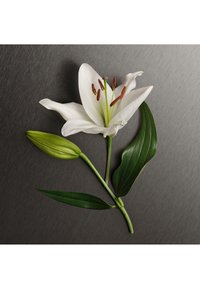 Vit lilja med grön knopp och blad, med avlånga kronblad, bruna ståndare och en slät, glänsande bakgrund.