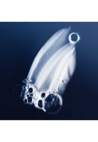 Gennemsigtig vandmand med synlige ringe og bobler, der flyder i mørkeblåt vand.