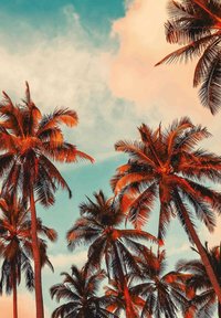Des palmiers aux troncs longs et aux frondes vertes expansives se dessinent sur un ciel aux teintes orange et bleu, créant une atmosphère tropicale.