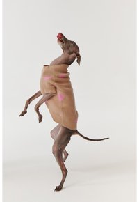 Bruine hond in een beige trui met roze hartpatronen, staande op zijn achterbenen, met een slanke bouw en een korte staart.