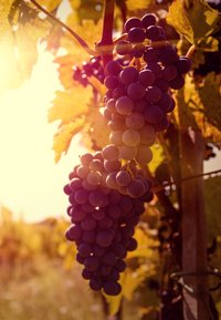 Grappoli di uva viola appesi a una vite con foglie gialle illuminate dal sole in un vigneto durante l'ora dorata.