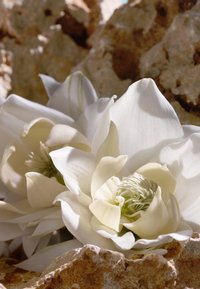 Gros plan de deux fleurs de magnolia blanches épanouies parmi des rochers bruns à texture rugueuse sous la lumière naturelle du soleil.