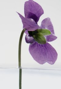 Fiore viola con petali lisci, sepali verdi e un gambo sottile, posizionato su uno sfondo bianco.