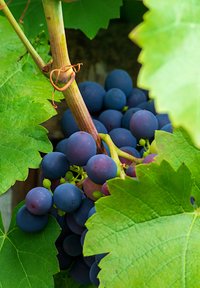 Een hoeveelheid donkerpaarse druiven die aan een groene wijnstok hangen, omringd door levendige groene bladeren. De druiven vertonen verschillende maten en subtiele rondingen.