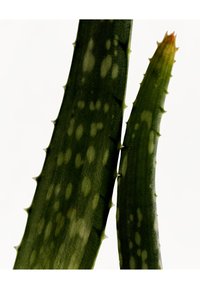 Des feuilles d'aloe vera, l'une plus grande et plus fine, présentent une peau verte parsemée de taches blanches et des pointes acérées le long des bords. Texture globalement lisse.