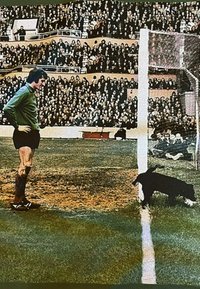 Een keeper in een groen shirt staat op het gras en observeert een zwarte hond vlakbij de goal. Een grote menigte vult de tribunes op de achtergrond.