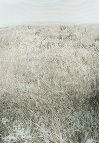 Κοντινή λήψη υφασμάτινου υφάσματος με τυπωμένη σκηνή από ξερό χορτάρι και φυτά σε υποτονικούς μπεζ και καφέ τόνους.