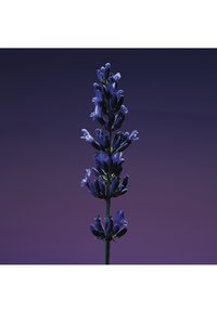 Tige unique de lavande haute avec de petites fleurs violet-bleu sur un fond dégradé violet foncé.