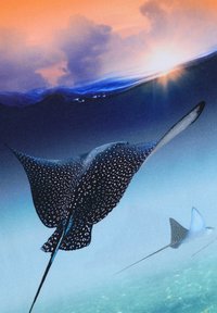 To manta stråler svømmer under vann, en med en mørk kropp dekket av hvite flekker. Bakgrunnen har blå bølger og en soloppgang med oransje nyanser.