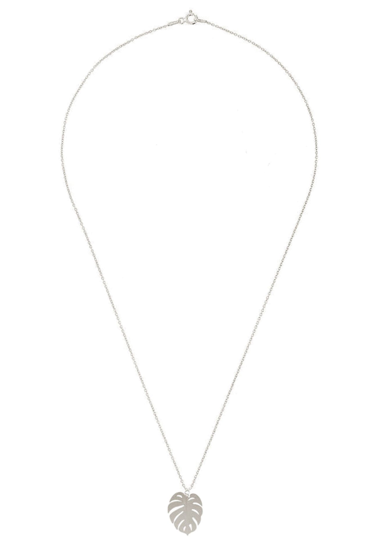 philodendron asperatum Philodendron sp. 'Peltatum' – Silver-Toned Heart with Velvety Finish main image 1