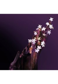 Imagen en miniatura 3