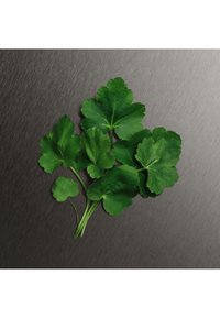 Groene bladeren van verschillende vormen en maten met een heldere afwerking, gerangschikt op een gestructureerde donkergrijze metalen achtergrond.