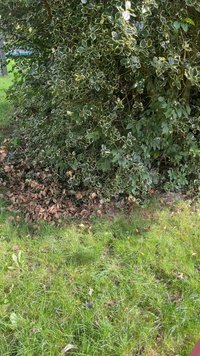 Hustá zelená kríková rastlina s lesklými listami s krémovo bledými okrajmi, na pozadí travnatého terénu so roztrúsenými suchými listami a niekoľkými burinami.