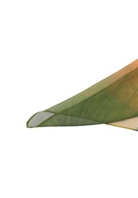 Sciarpa trasparente con una sfumatura dal verde all'arancione, caratterizzata da un motivo a foglia e una texture liscia. I bordi sono leggermente arrotondati.