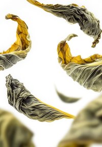 Foglie secche in diverse tonalità di verde e giallo, con superfici increspate e texture contro uno sfondo bianco.