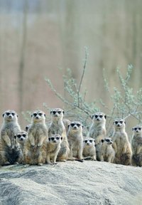 Un groupe de suricates se tient sur une surface rocheuse, affichant un pelage brun, des postures dressées et des marques faciales prononcées. Feuillage vert en arrière-plan.