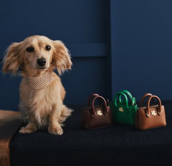 Hellbrauner Hund mit langen Ohren sitzt neben drei kleinen Handtaschen: braun, grün und braunes Leder mit goldenen Beschlägen, auf einer dunklen Oberfläche.