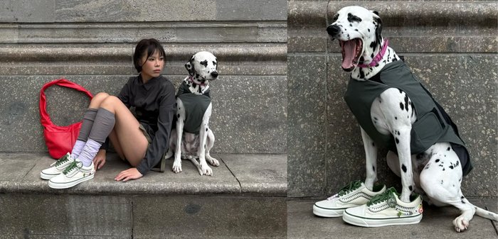 Cane Dalmata che indossa un gilet verde scuro e sneaker bianche con dettagli verdi, seduto accanto a una persona in top nero e pantaloni grigi. Borsa rossa nelle vicinanze.