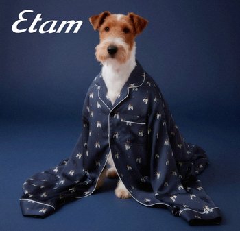 Brązowo-biały pies siedzi owinięty w za dużą granatową koszulę do piżamy z nadrukiem psa na ciemnoniebieskim tle.