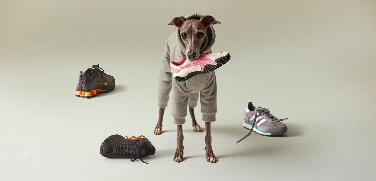 Sivý teplákový súpravy, kapucňa, pes drží ružový tenisky s čiernou podrážkou. Čierne a oranžové Nike topánky, sivé Adidas tenisky a jemné pozadie.