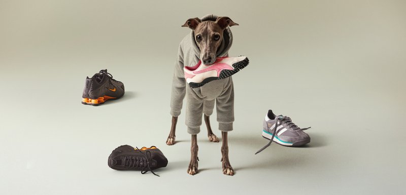 Γκρι φούτερ με κουκούλα, σκύλος κρατάει ένα ροζ αθλητικό παπούτσι με μαύρη σόλα. Μαύρο και πορτοκαλί παπούτσι Nike, γκρι αθλητικό παπούτσι Adidas και απαλή φόντο.
