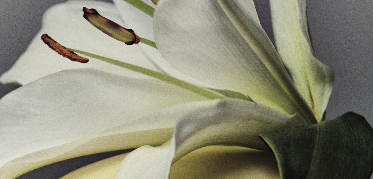 Nahaufnahme einer weißen Lilienblüte, die Blütenblätter, grünen Stängel und braune, mit Pollen bedeckte Staubblätter vor einem grauen Hintergrund zeigt.