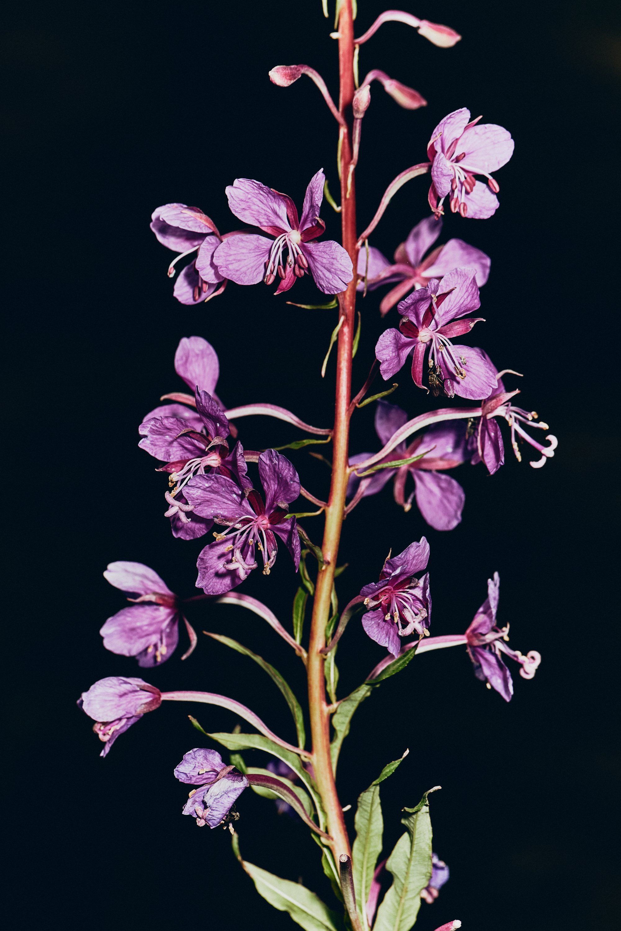 Planta con flores moradas y un tallo alargado y delgado. Las flores tienen cinco pétalos y estambres delicados, con hojas verdes que brotan a lo largo del tallo.