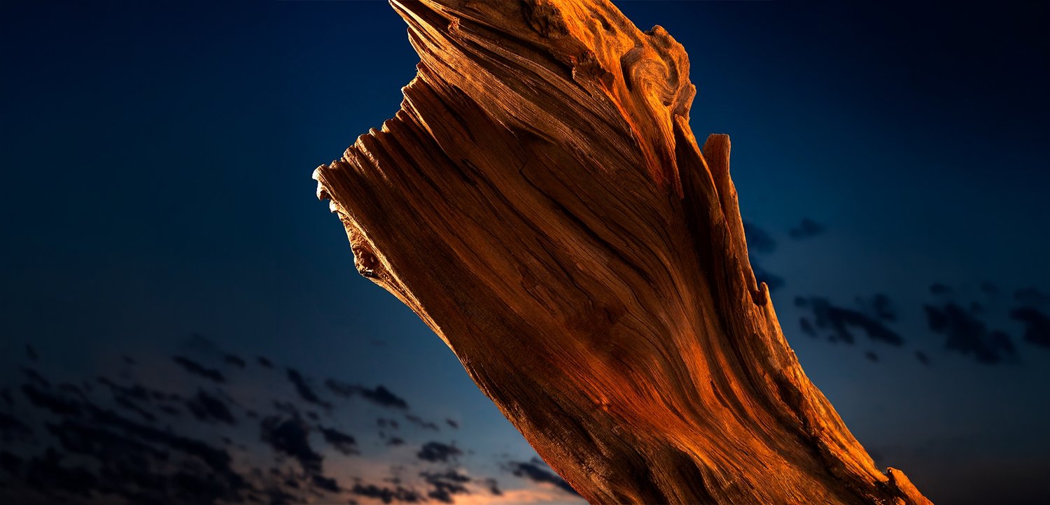 Souche d'arbre tortueuse ensoleillée avec des nuances orange riches contre un ciel bleu foncé avec des nuages dispersés au crépuscule.