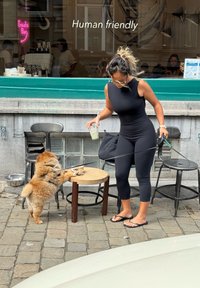 Chow Chow -koira ulottuu ruokaa kohti puupöydällä, nainen mustassa haalarihousussa pitää juomaa, ulkoilmakahvilan ympäristö kivipäällysteellä.