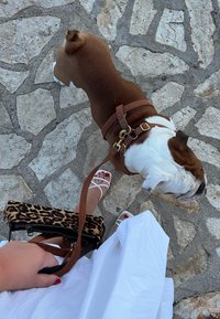 Braun-weißer Bulldog in einem braunen Geschirr läuft auf steinerner Pflasterung. Eine Hand hält eine Tasche im Leopardenmuster und weiße Riemchensandalen sind sichtbar.