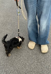 Kleine zwarte en bruine hond aan de lijn, staande naast een persoon in blauwe jeans en beige schoenen op asfalt.