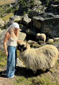 Hvit, fluffy sau med krummede horn står på gresset blant steiner. En person i et mønstrete plagg og blå jeans samhandler med sauen.