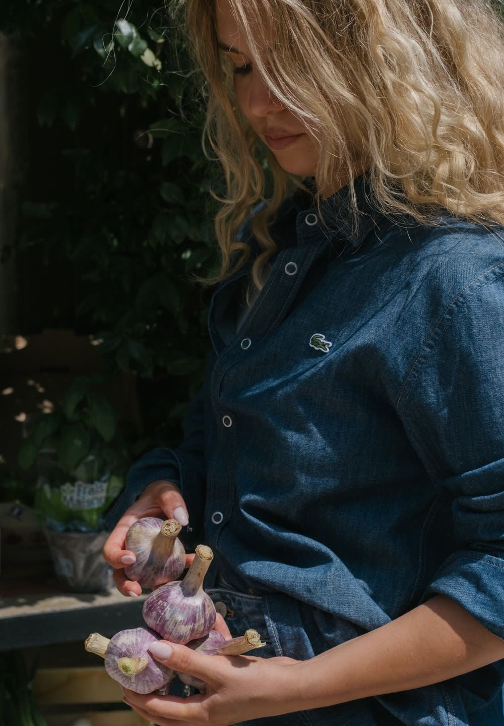 Eine Person hält mehrere lila Knoblauchknollen mit blassen Akzenten in einem Jeanshemd. Der Hintergrund zeigt grüne Blätter.