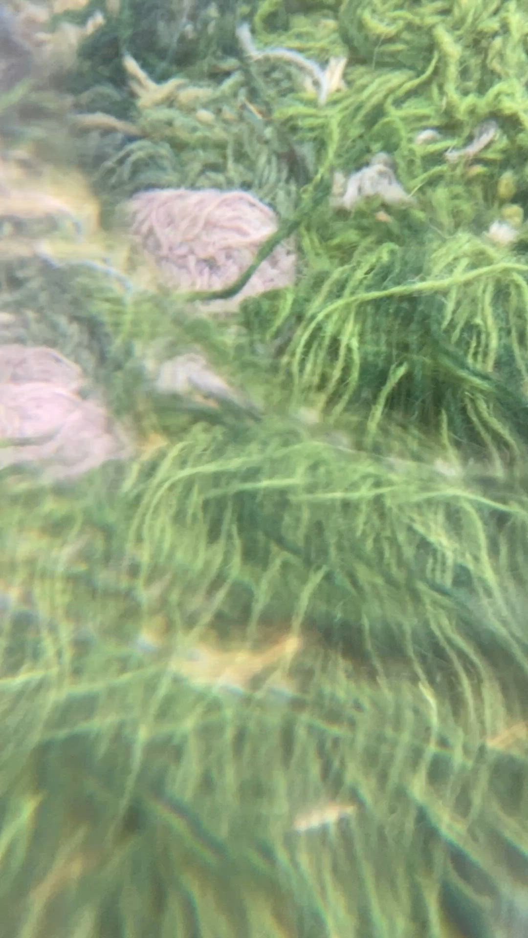video overlay