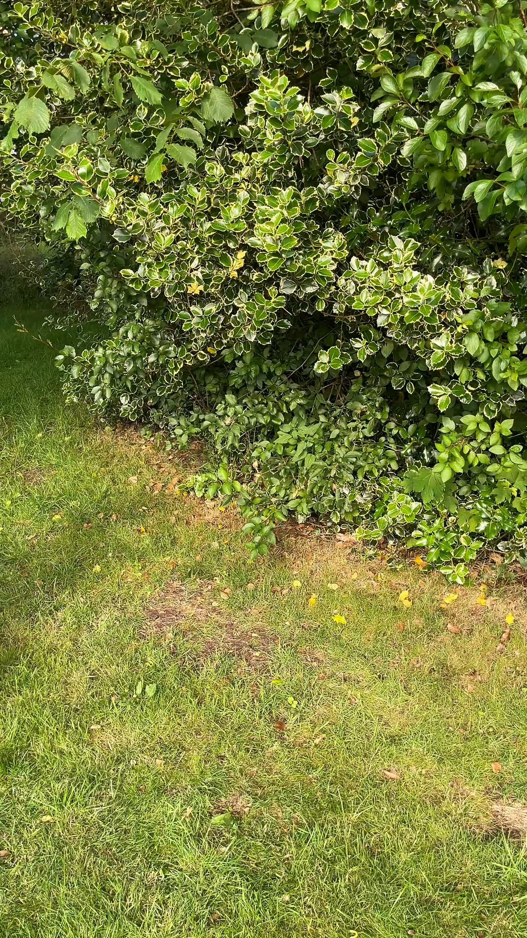 video overlay