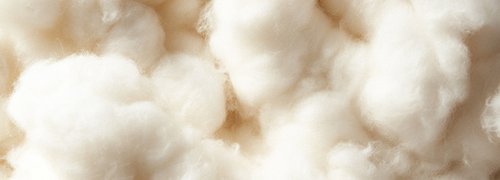 Extreme close-up of fluffy organic cotton clusters with a cloud-like texture
