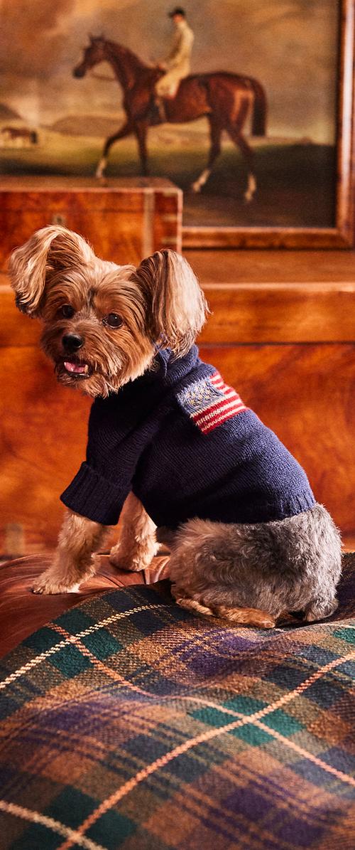 Un perro pequeño de color marrón está sentado sobre una alfombra de cuadros y lleva un jersey azul marino con el motivo de la bandera estadounidense, delante de un cuadro de un jinete a caballo.